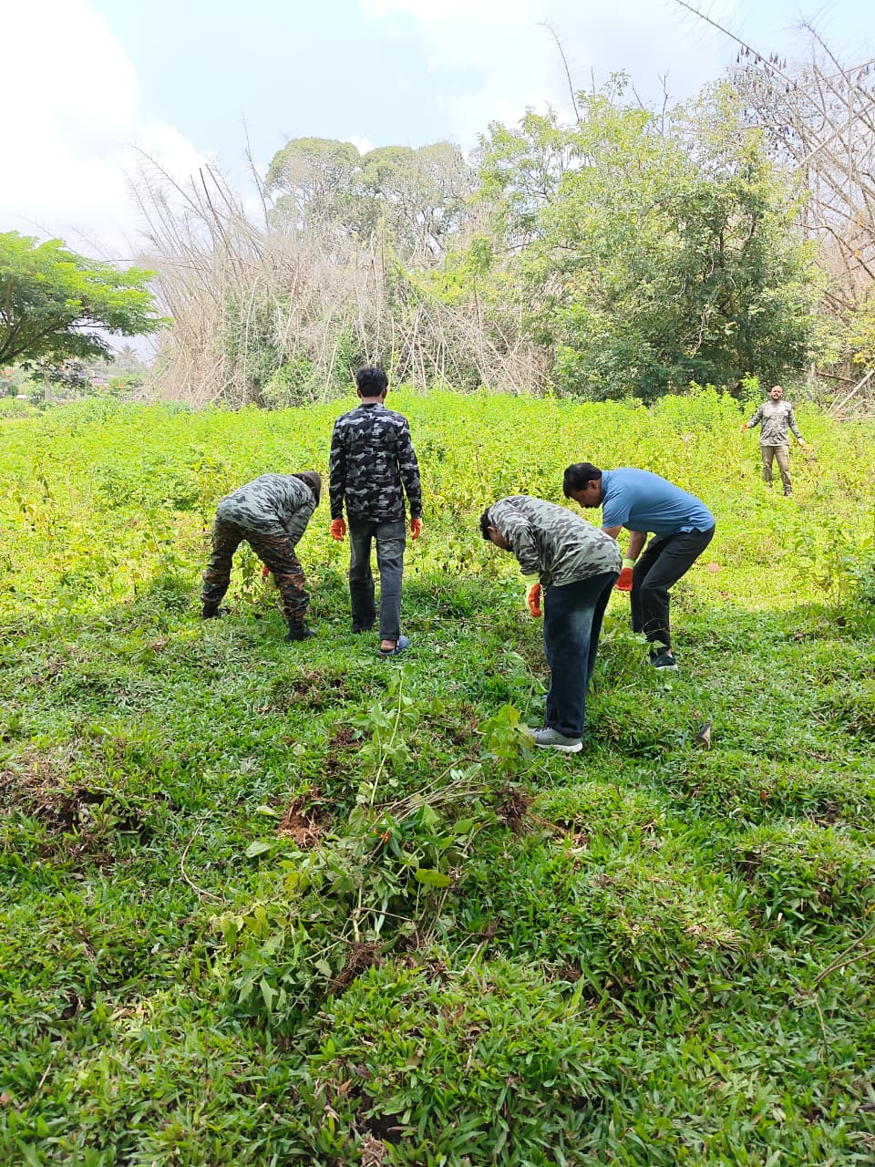 Forest restoration